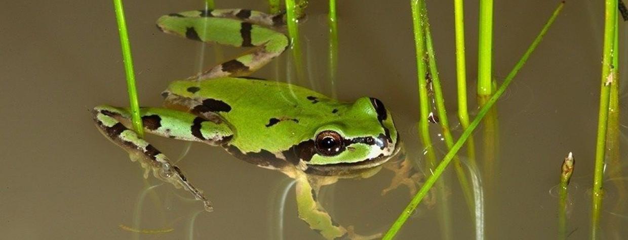 0215_treefrogs.jpg