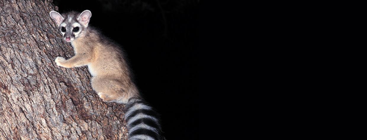 04111_ringtail_0.jpg