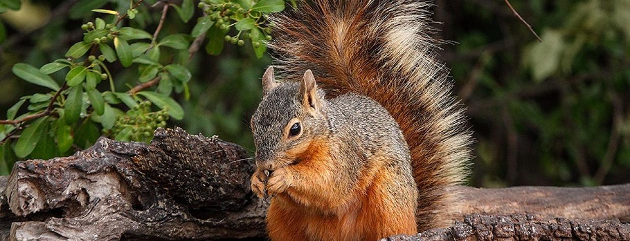 0414_chiricahuafoxsquirrels.jpg