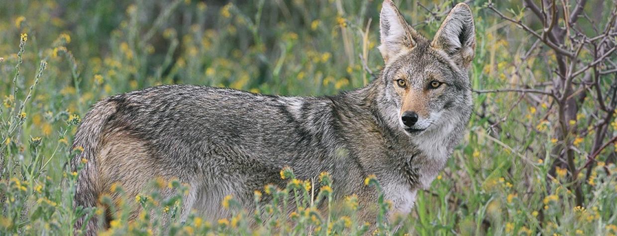 0510_coyote.jpg
