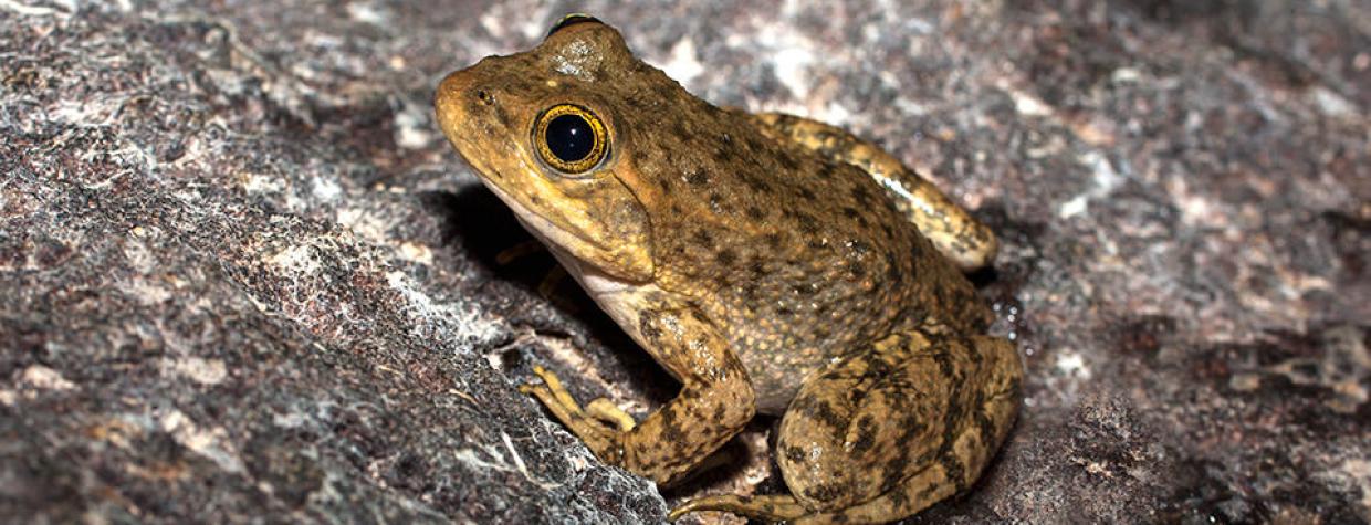 0514_tarahumarafrog_0.jpg