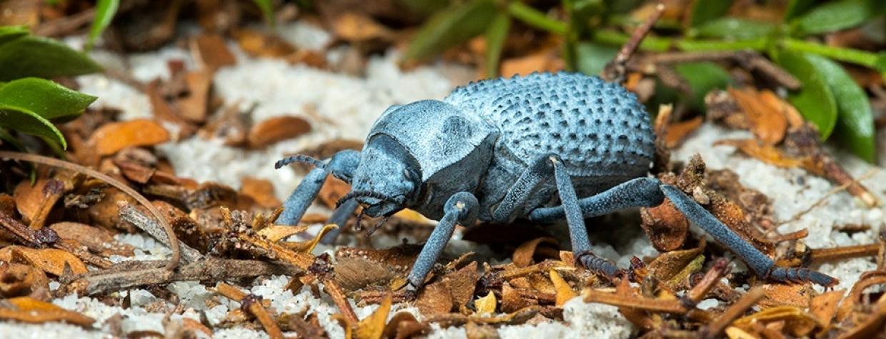 0515_bluedeathbeetle_0.jpg