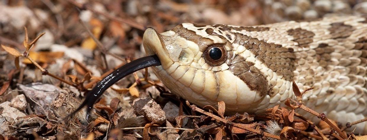 0515_hognosesnakes.jpg