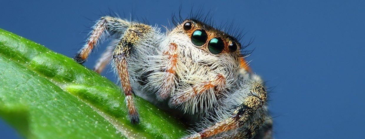 Emerald Jumping Spiders