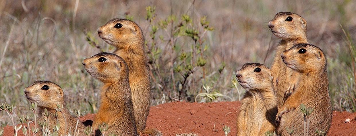 0714_gunninsonprairiedogs.jpg