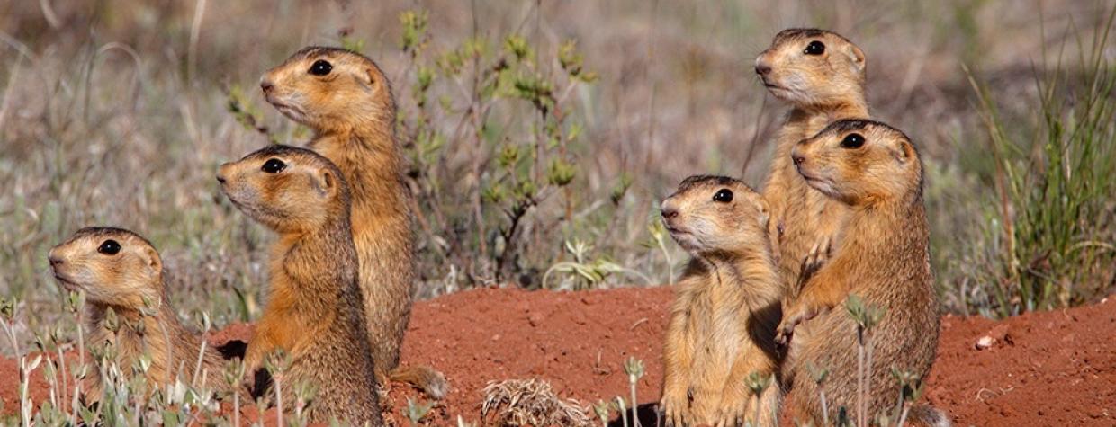 0714_gunnisonprairiedogs.jpg