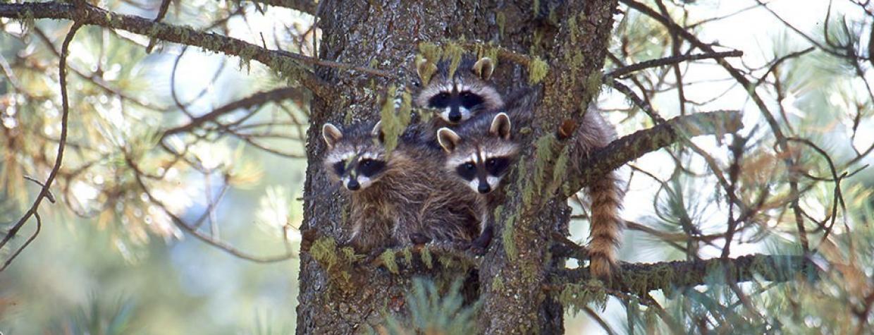 0813_raccoons_0.jpg