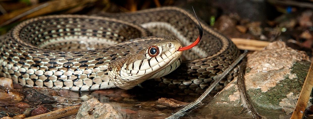 0815_mexicangartersnakes.jpg