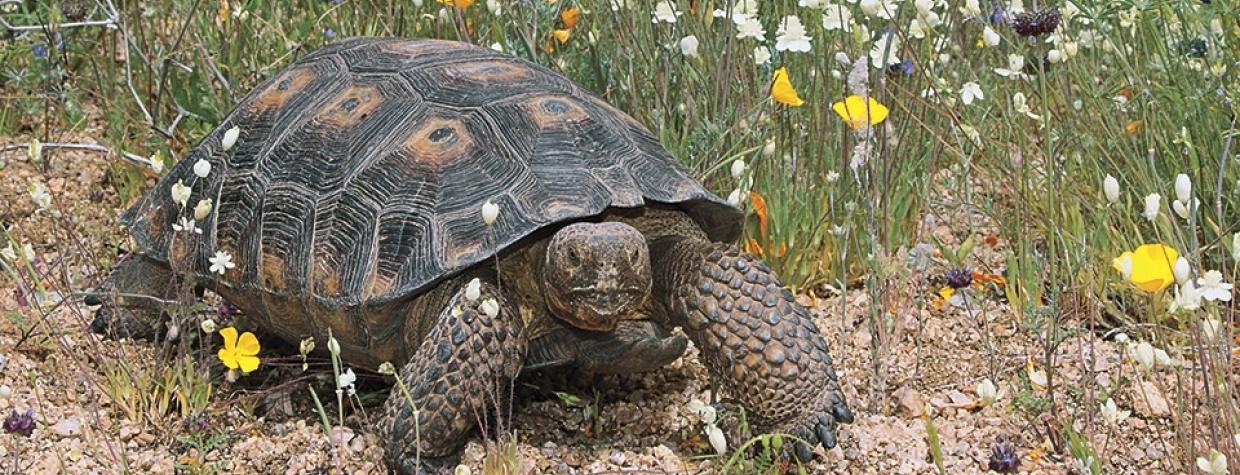 0909_deserttortoises.jpg