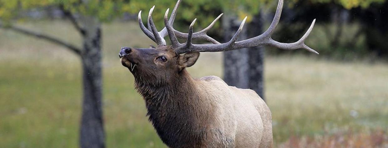 0910_elk_0.jpg