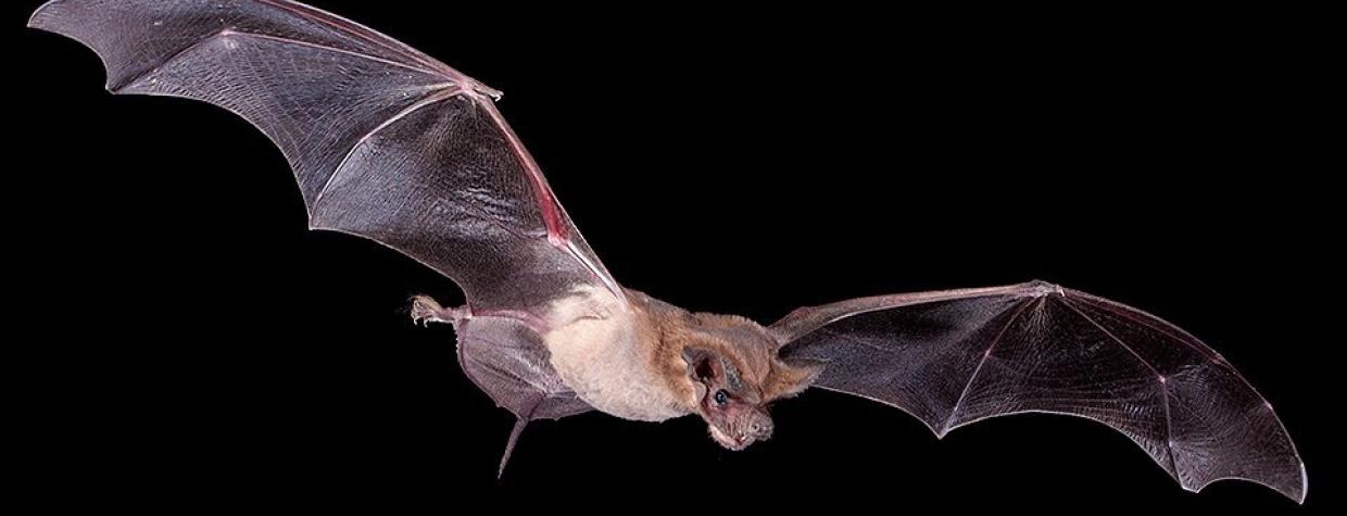 0915_mexicanfreetailbat.jpg