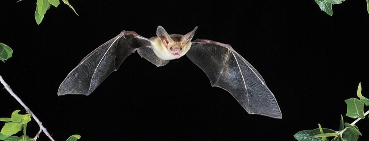 1009_pallidbat_0.jpg