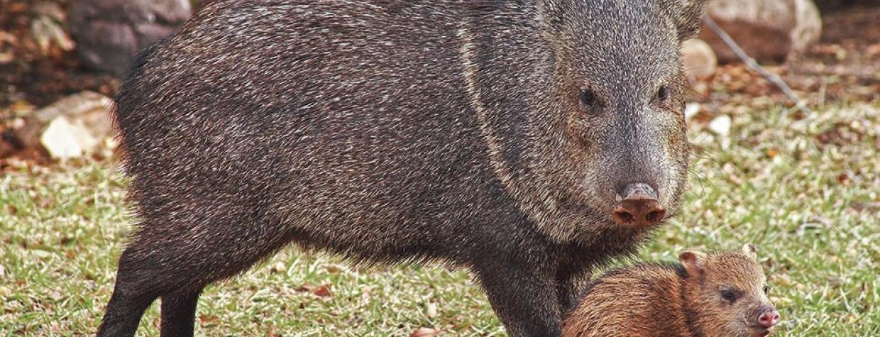 1109_javelina_0.jpg