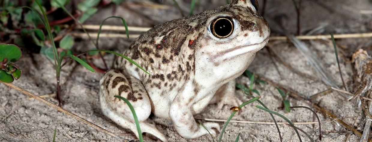 1115_spadefoottoad.jpg