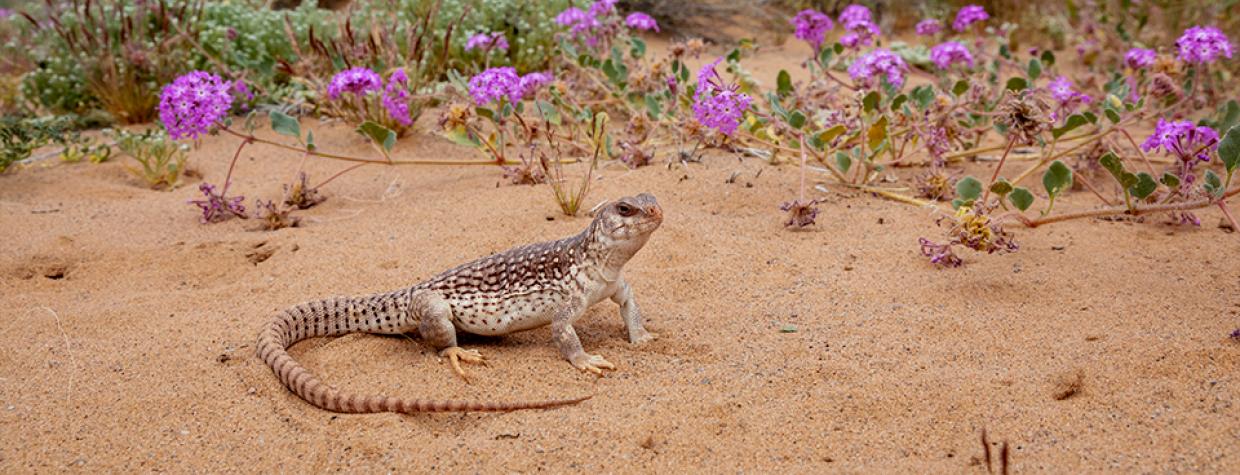 Iguana