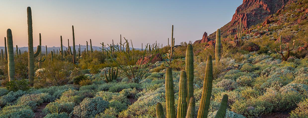 A young organ pipe cactus grows amid saguaros and ocotillos in Organ Pipe Cactus National Monument’s Alamo Canyon. | Paul Gill