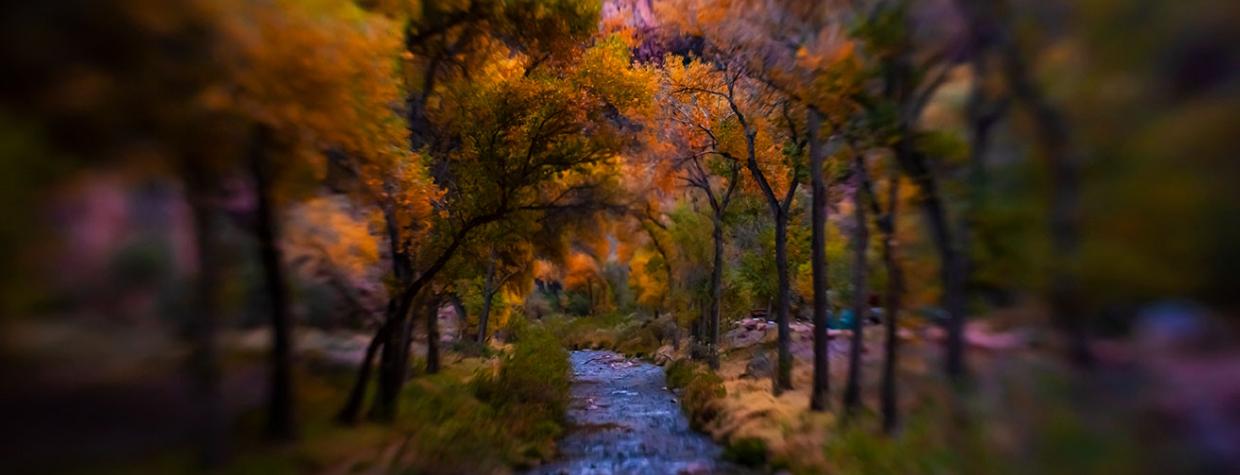 Bright Angel Creek flows past autumn-hued cottonwoods at the bottom of the Grand Canyon, as viewed from a footbridge that spans the creek. | Amy S. Martin 