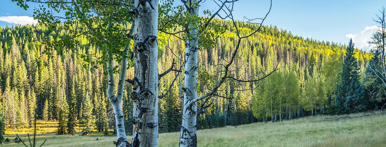 Mature aspens grow at the edge of a large meadow along the Mount Baldy Crossover Trail. | Laurence Parent