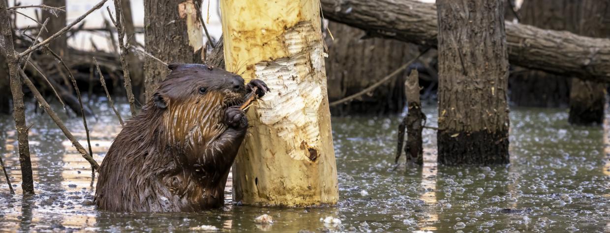 North American Beaver