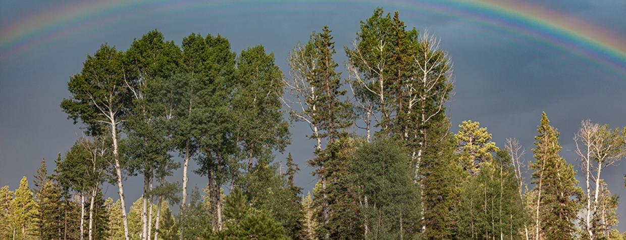 A vibrant rainbow arches over aspens and evergreens south of Big Lake. | Paul Gill