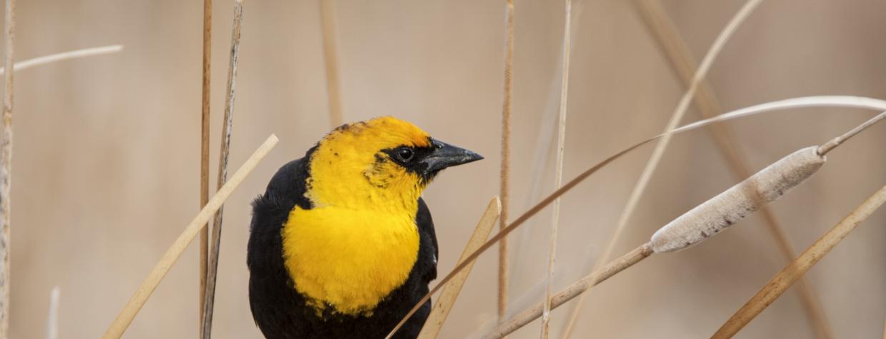 Yellow-headed blackbird photographed by Bruce D. Taubert