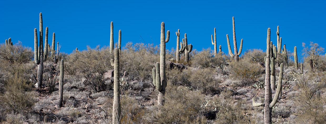 Desert landscape in midday light.