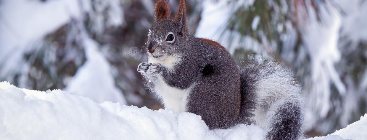 Abert's Squirrel