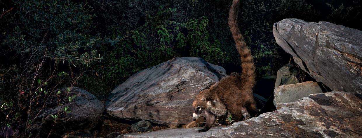 a coati stands on a rock