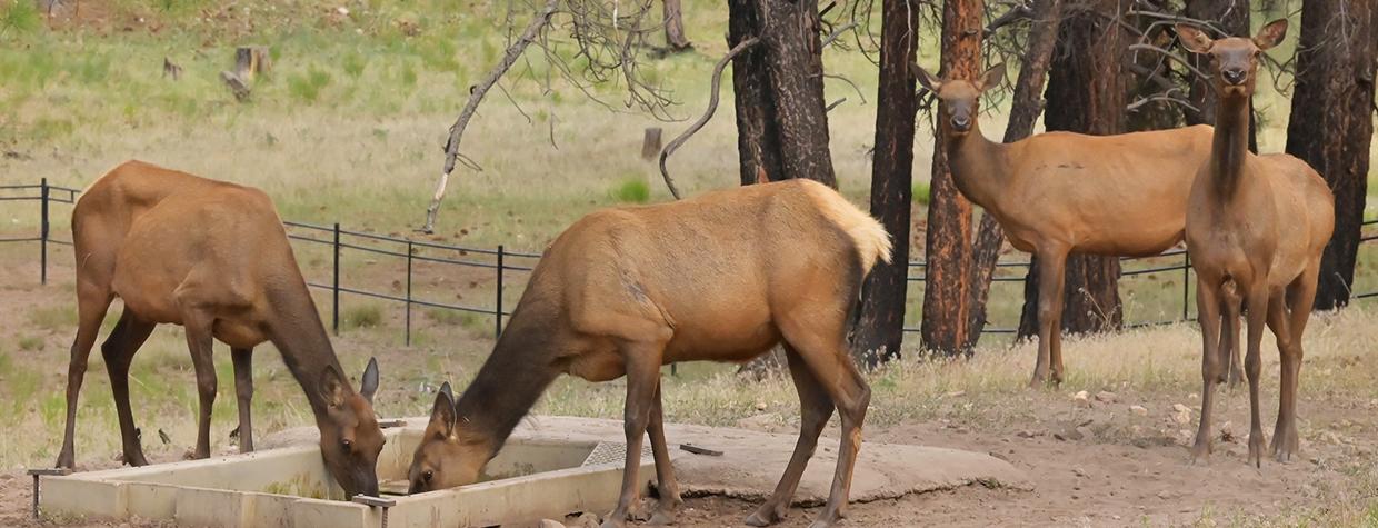 Help AZ Game & Fish deliver water to wildlife