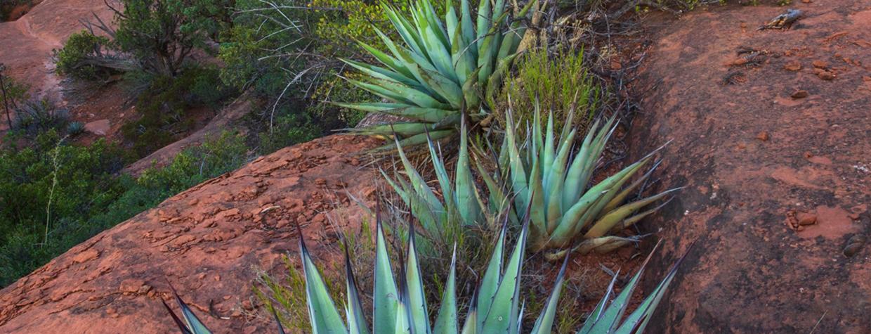 Agaves line a rocky hill.
