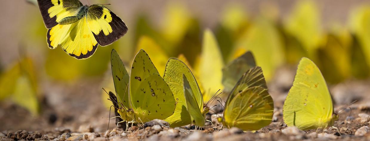 Scientists identify which butterflies are most at risk as the