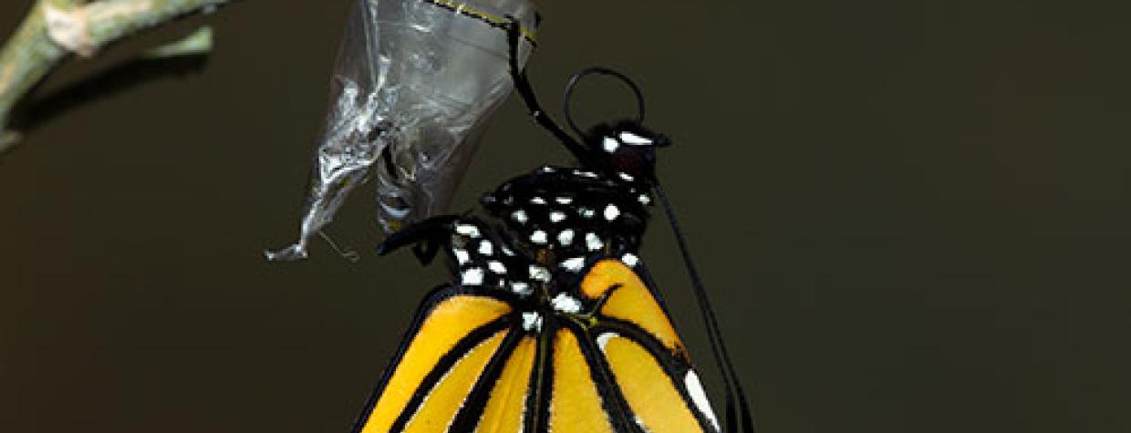 Photograph by Bruce D. Taubert