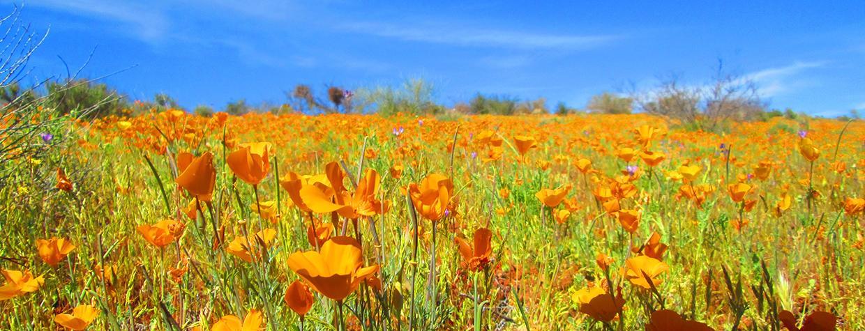 Celebrate Spring in Globe, AZ