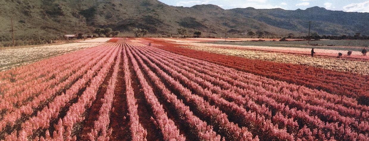 PHOTOGRAPH: ARIZONA HIGHWAYS ARCHIVES