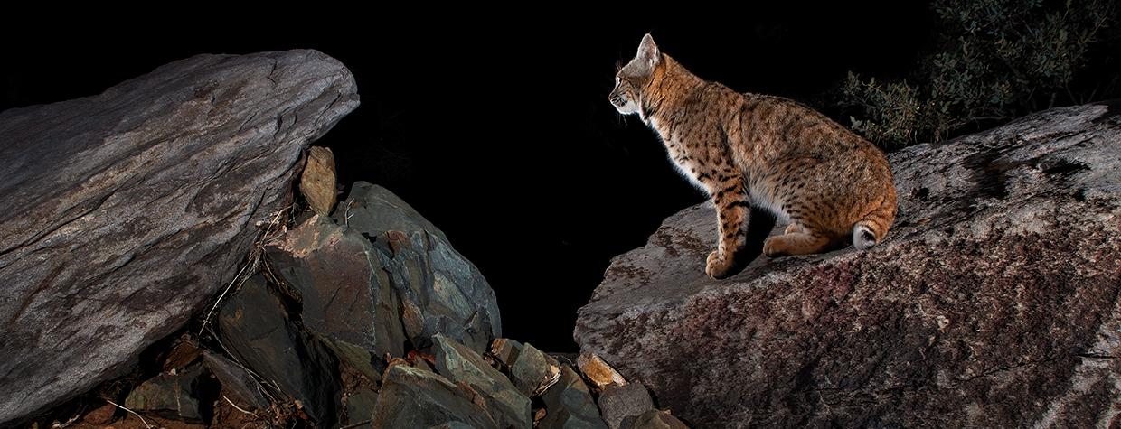 Bobcat | Arizona Highways