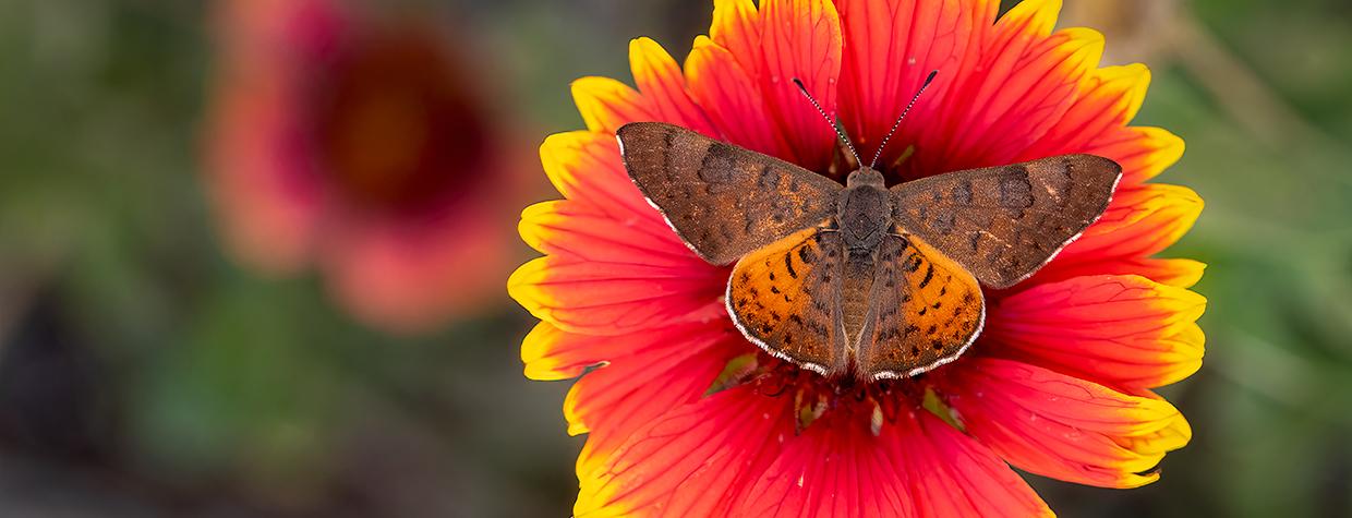 Ares Metalmark | Arizona Highways