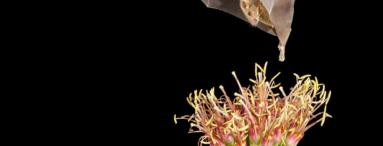 Working the Night Shift: Pollination After Dark