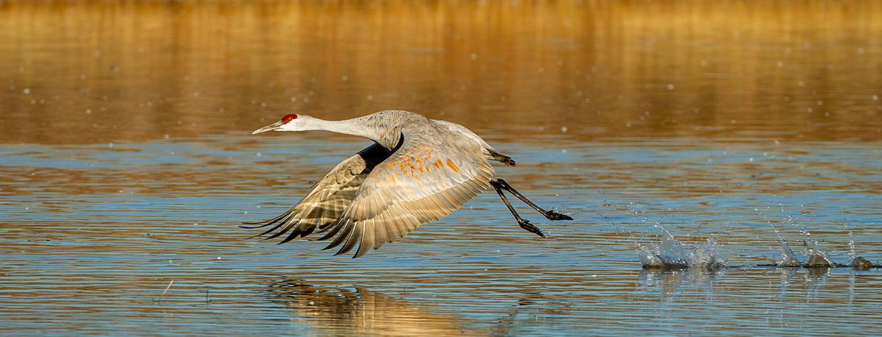 Photograph by Bruce D. Taubert