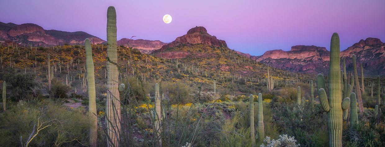 Photograph by Peter Coskun