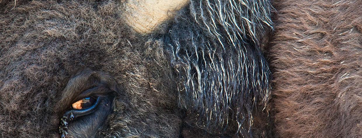 Flies gather moisture from a bison’s eye in DeMotte Park, a clearing just north of Grand Canyon National Park’s North Rim entrance. Photo by Paul Gill