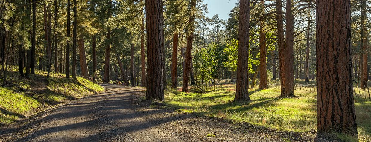 Tall ponderosa pines cast shadows on the Forest Road 307. Photo by Laura Zirino