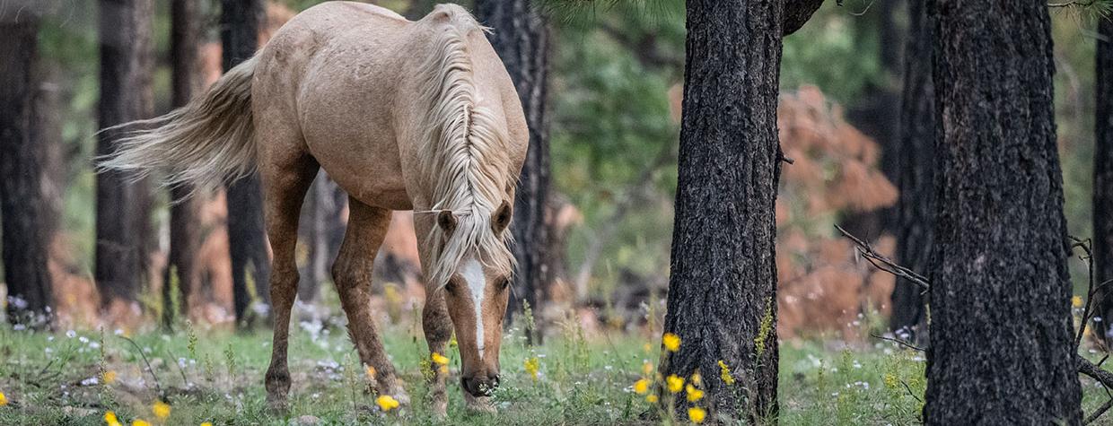 Amid tall ponderosa pines, a horse grazes on wildflowers and grasses in the Heber Wild Horse Territory, near the town of Heber. Photograph by Anne James