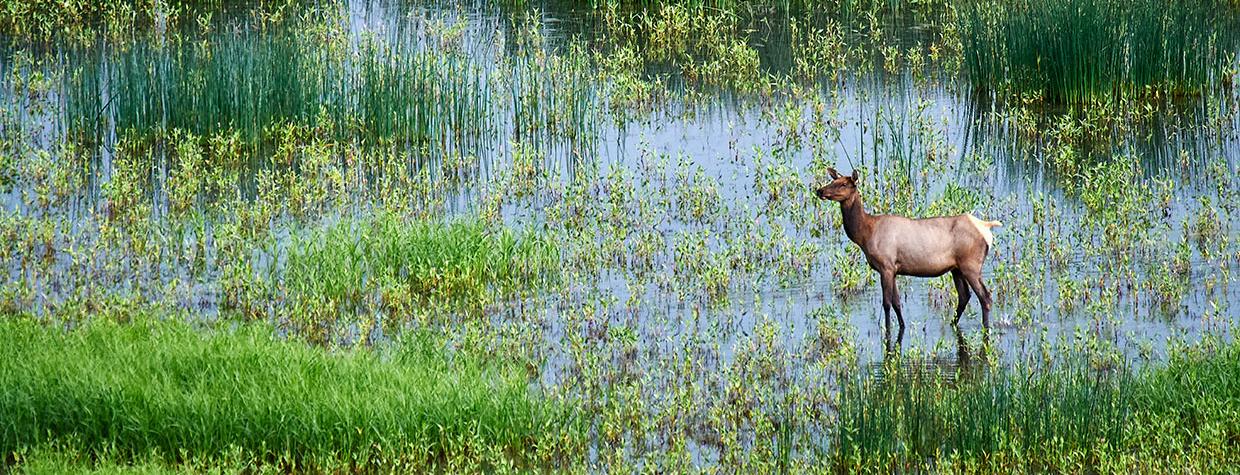 A cow elk (Cervus elaphus) stands in a marshy area at Mormon Lake, southeast of Flagstaff. Photo by Shane McDermott