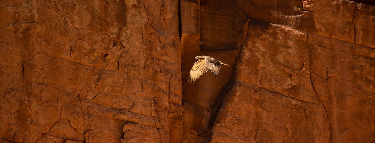 One of the Grand Canyon’s steep cliffs dwarfs a red-tailed hawk (Buteo jamaicensis) as it navigates the gorge.  Photograph by John Sherman