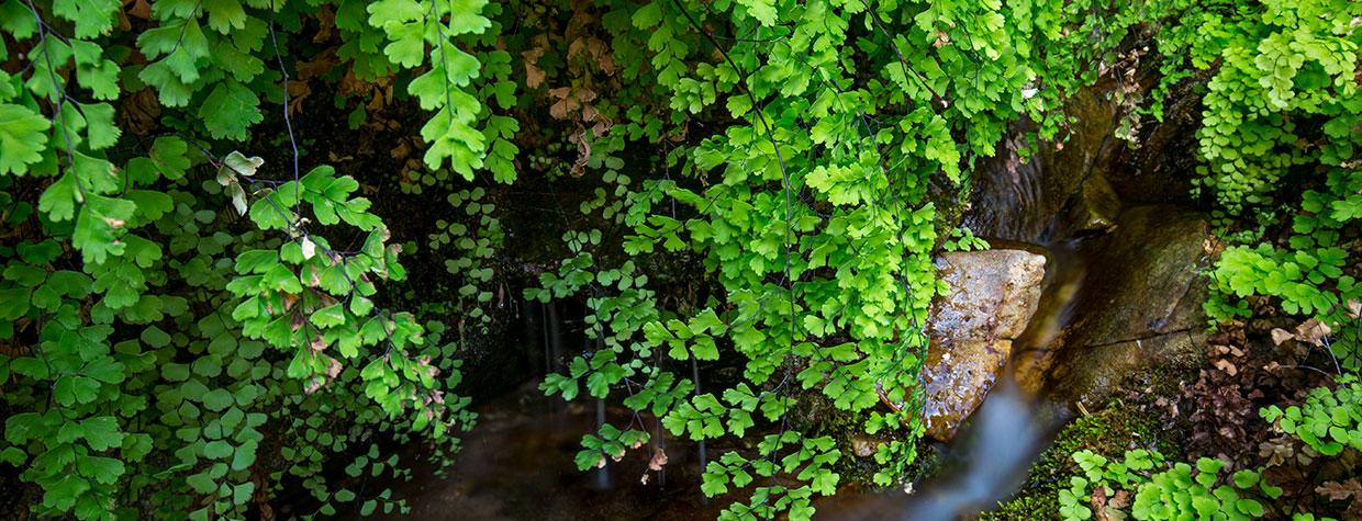 Hanging foliage grows along a perennial spring that feeds  East Clear Creek. Photograph by Joel Hazelton.
