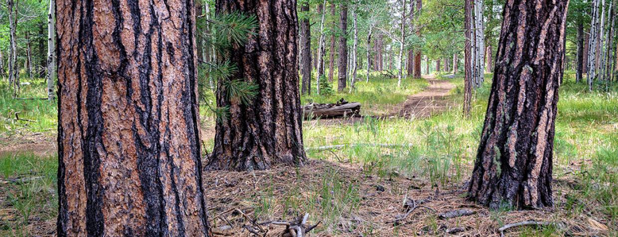 Forest Road 61 curves through a thick forest of ponderosa pines  and aspens. Photograph by Rusty Childress.