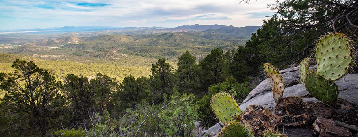 A prickly pear cactus punctuates a late-afternoon view of the Santa Maria Mountains from the Bull Springs Trail. Photograph by Joel Hazelton.