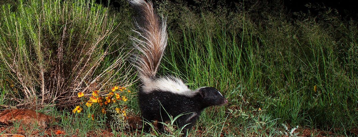 Striped skunk emerging from tall grasses at night. Photograph by Bruce D. Taubert.