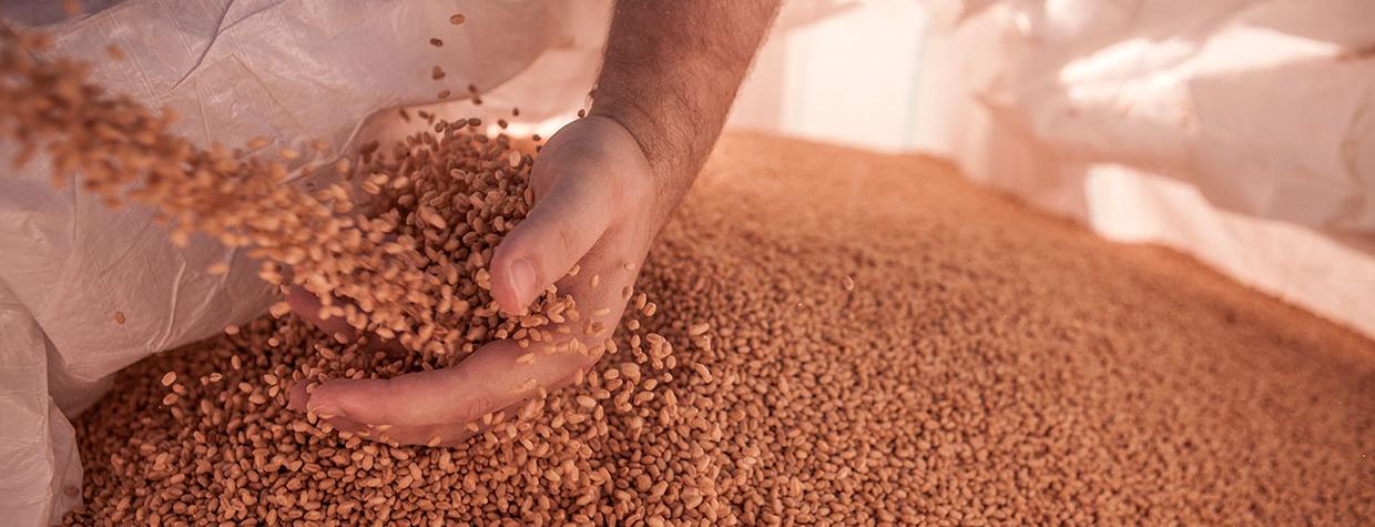 Jeff Zimmerman's hand is seen sifting through a pile of wheat. By Jacques Barbey