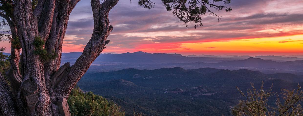 A mature alligator juniper frames a view of sunset from an overlook along Thumb Butte Loop Road. Photograph by Laurence Parent.